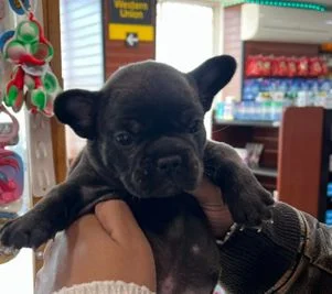 Pet Care at Sandcastle Pharmacy